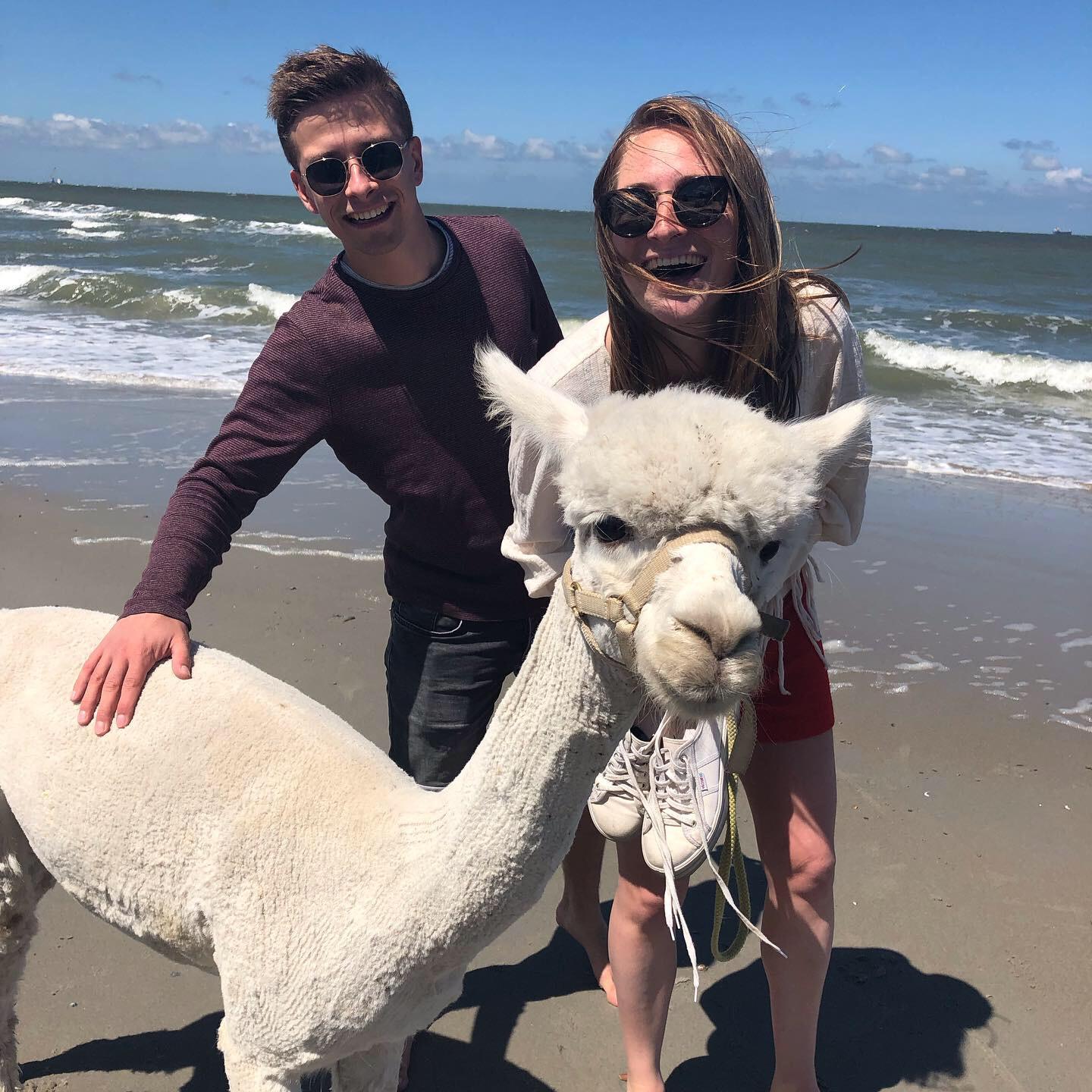 Bodine & Felix — alpaca